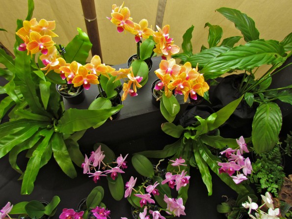 miniature orchids miniature orchids