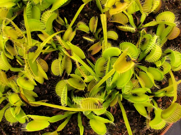 Insect eating plants Insect eating plants