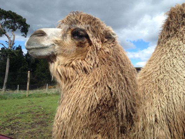 Camel at West Midlands Safari Park
