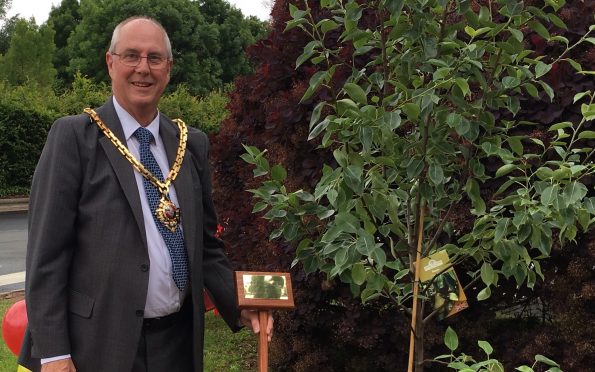 The Mayor of Worcester, Steve Mackay, planting a black pear tree